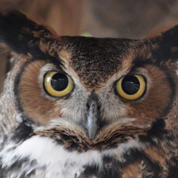 owlsrus